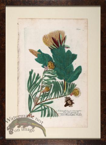 Weinmann Floated Burl 726 08